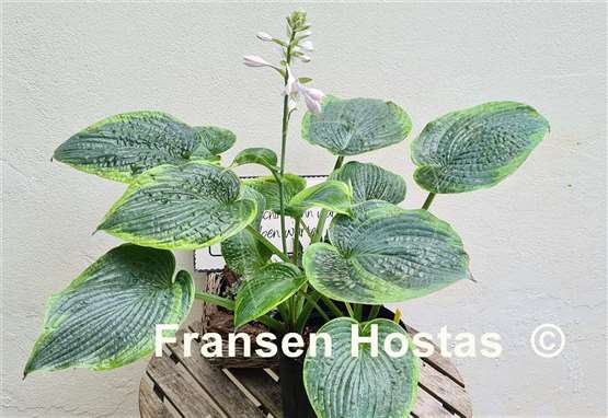 Hosta Garden Treasure 